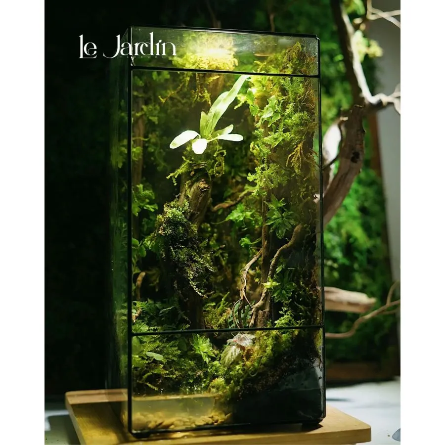 TERRARIUM Concept Rừng Già có đèn
