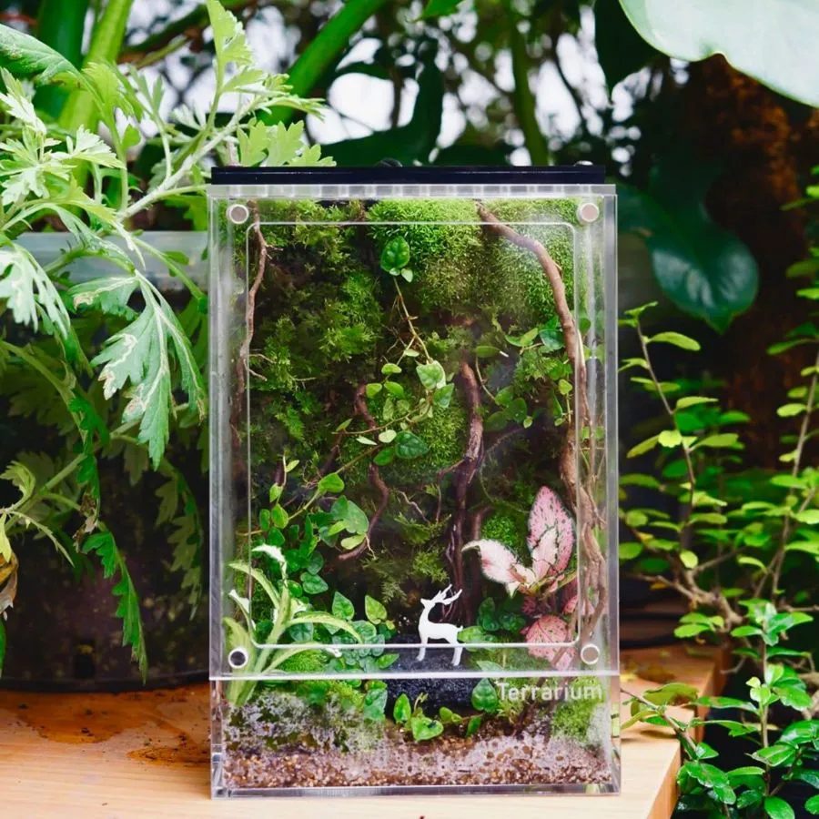 TERRARIUM Concept Rừng Mini có hươu
