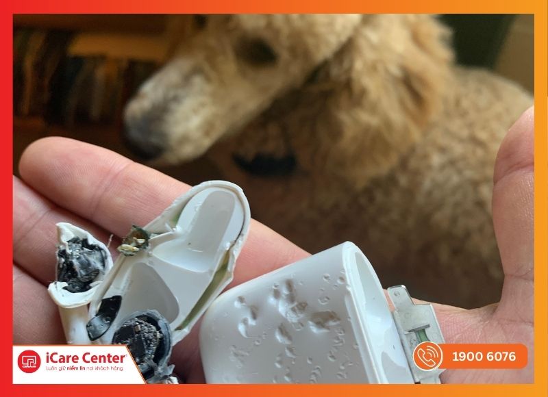 Vết nứt trên vỏ thường do vật nhọn hoặc thú cưng gây ra